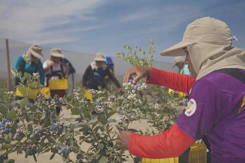 The funding will enable Agrovision to expand its blueberry operation