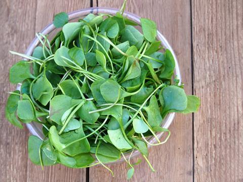 The research could lead to a major new avenue for watercress
