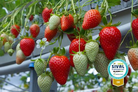 Planasa Demoiselle strawberry