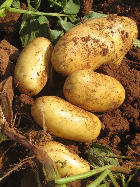 Kartoffeln/Sizilien: Begrenzte Verfügbarkeit bis Ostern aufgrund von „Salzwind“
