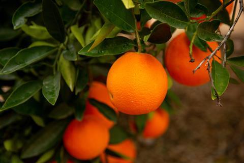 Florida oranges