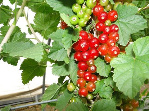 Rote Johannisbeeren