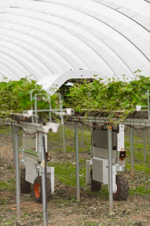 Thorvald 3 is treating 20 per cent of strawberry tabletops in the UK