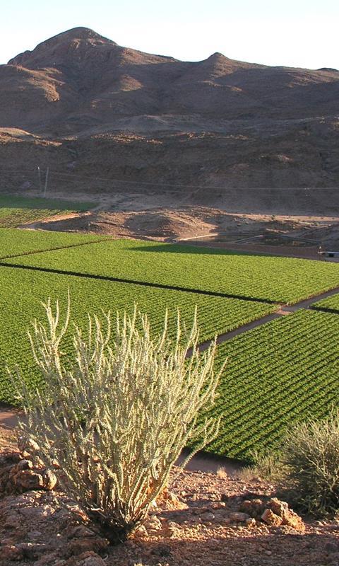 Blaubeerenproduktion in Südafrika