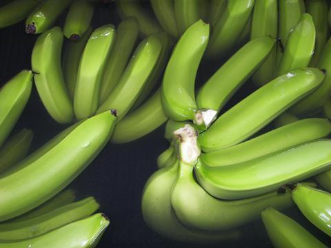 Ecuador Bio-Bananen - Produktion & Verpackung (40)