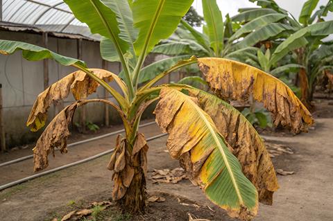 A banana plant infected with Panama Disease