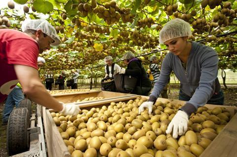 NZKGI New Zealand Kiwifruit orchard picking labour
