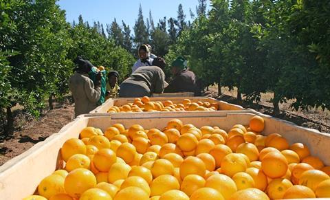 Orangen-Ernte Südafrika