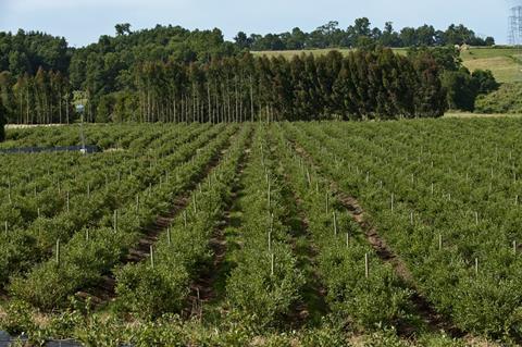 Chile: Obst-Exporte steigen um 2,3%