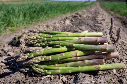 Asparagus harvested and piled in field Adobe Stock