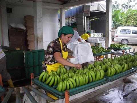 Neues Handbuch für Arbeitnehmer im Bananenanbau