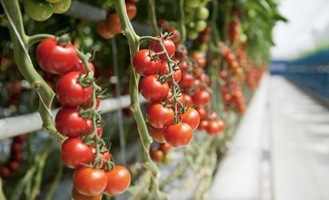 Prominent tomatoes