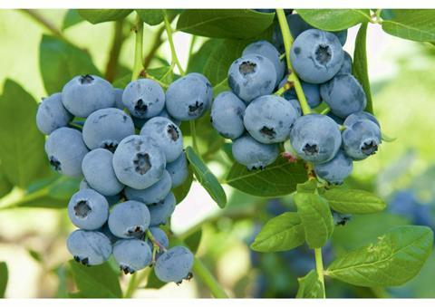 Blueberries contain high levels of anthocyanins