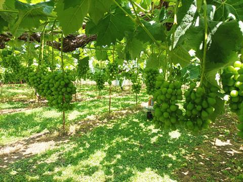 Shine Muscat Grape in Nagano Japan