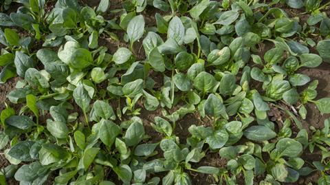 New Zealand spinach