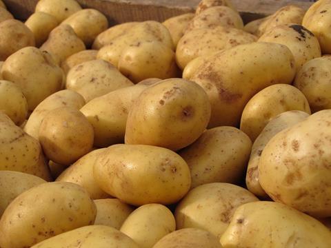 EU-Projekt sucht nach der stressresistenten Kartoffel