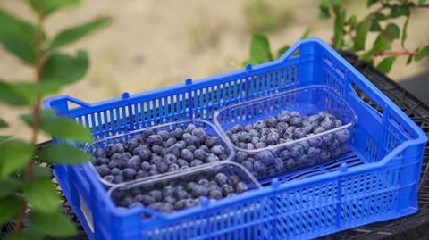 GE Keystone Agro blueberries 9