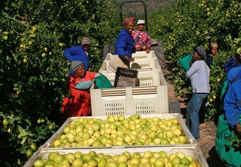 Südafrika: Citrusbranche wieder im Aufwind
