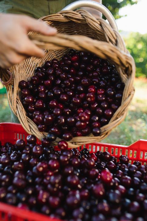 Picota cherries