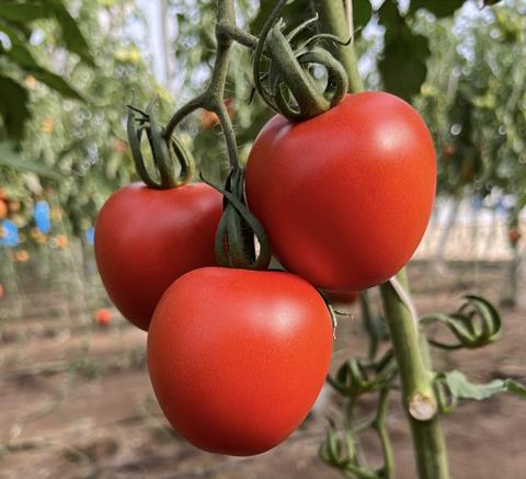 Freeman F1 tomatoes HM Clause