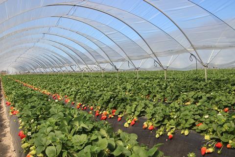 Huelva strawberries