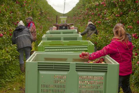 Pink_Lady_PI_Obstgarten_1 (1)