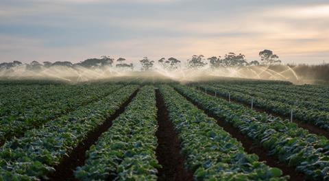 Vegetable crop