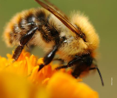 Natur Artenvielfalt Kompass 2025_Wildbiene