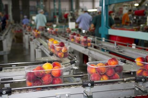 Punnets of peaches roll off the packhouse line