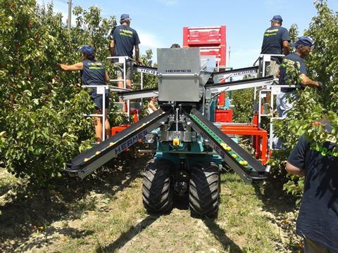 Stonefruit harvesting underway in Italy