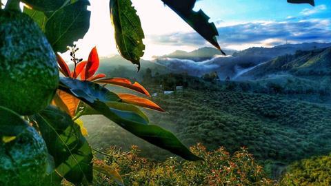 Colombian avocados Source Golden Hass