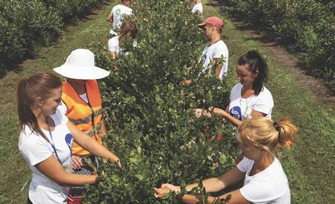 Polish Berry Committee blueberry picking