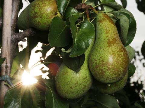 UK pear production is not considered profitable