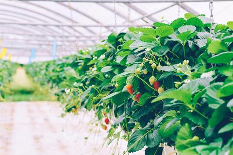 Erdbeerpflanzen im erdlosen bzw. hydroponischen Anbau