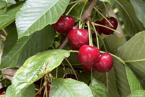 Argentine cherries
