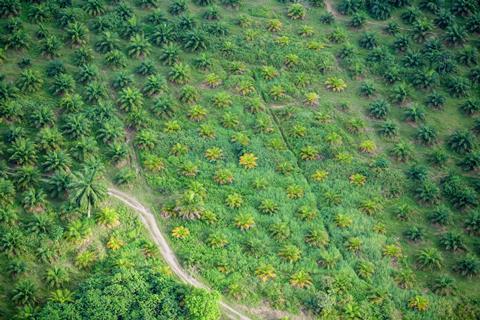 CR Costa Rica banana plantation Quepos AdobeStock_478422473