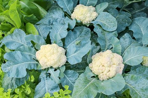 British cauliflower growers are frustrated