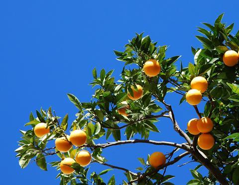 Generic orange tree