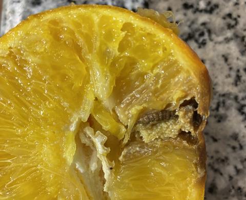 False Codling Moth is a major threat to European citrus production