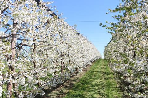 Foto: Schweizer Obstverband
