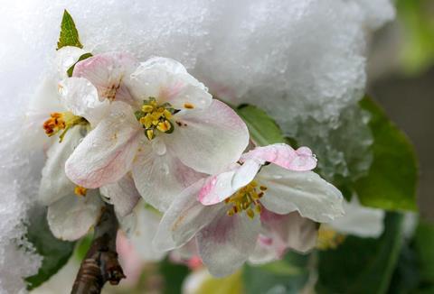 Apfelblüte im Frost
