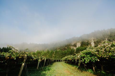NZ kiwifruit orchard mist