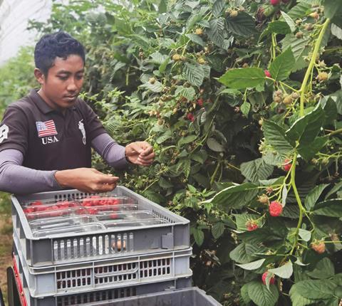 Indonesian pickers are alleged to have been financially exploited this year