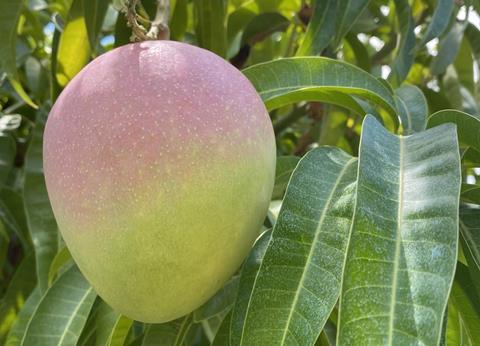 Mango - Australian Mangoes