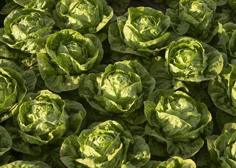 Murcia lettuce