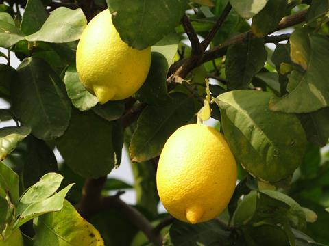 Türkei Zitronensorte Interdonato am Baum (1)