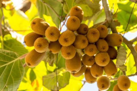 kiwi-valentina_AdobeStock_292841016