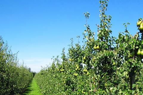 Niederländische Birnenplantage