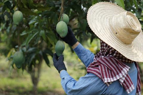 Grower checking mangoes on tree