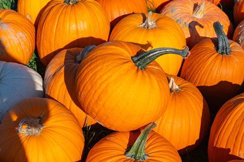 Hot summer brings smaller pumpkins but in great quality